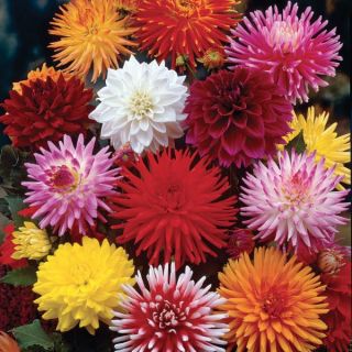 Cut Flower Dahlia Mix Thumbnail